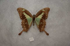 Papilio phorcas ansorgei
