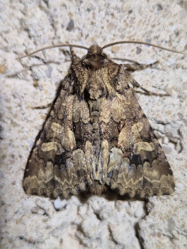 Barrett's Marbled Coronet