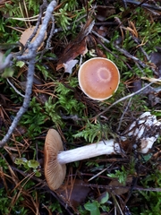 Cortinarius armeniacus