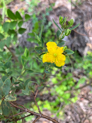 Arcadian St. johnswort (Hypericum edisonianum)