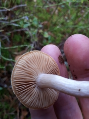 Cortinarius armeniacus