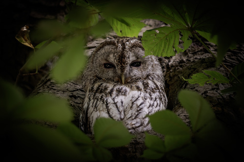 View observation of {o.common_name} on iNaturalist