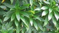 Eryngium bupleuroides