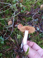 Cortinarius armeniacus