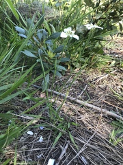 Moraea cantharophila