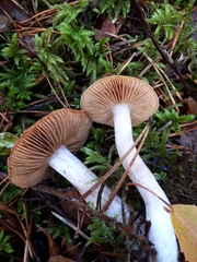 Cortinarius armeniacus