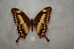 Papilio phorcas ansorgei
