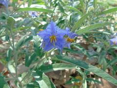 Solanum elaeagnifolium