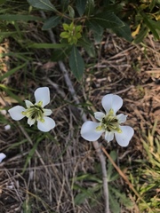Moraea cantharophila