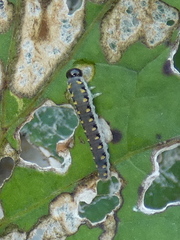Tenthredo mandibularis