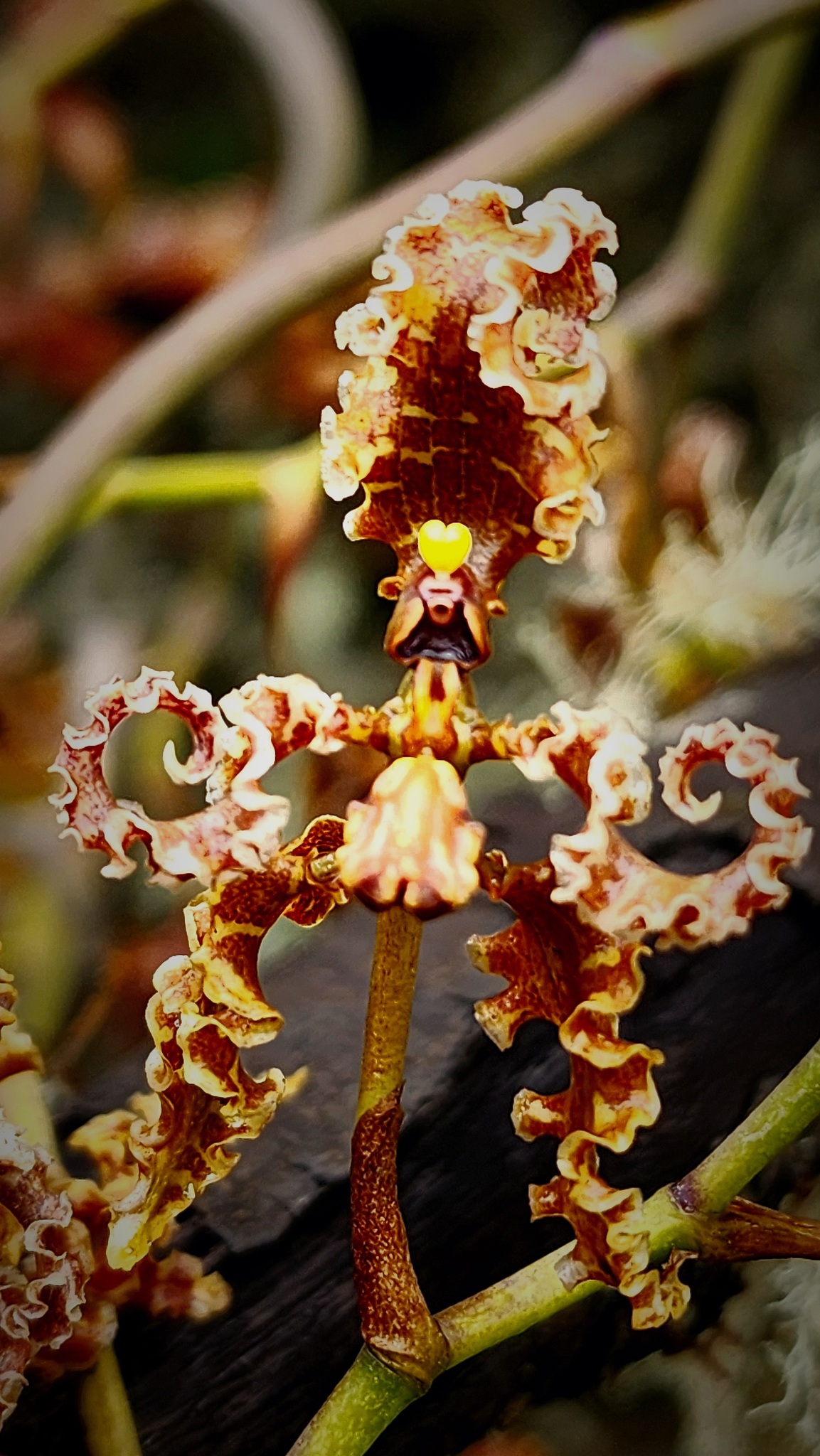 Cyrtochilum methonica (Rchb.f.) Kraenzl. 2