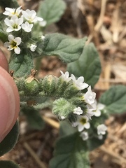 Heliotropium europaeum