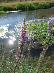 Lythrum salicaria