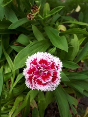Dianthus caryophyllus
