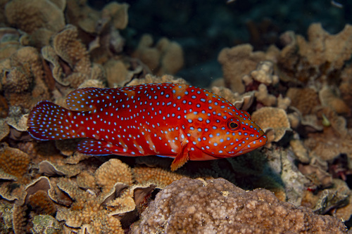 Blue-spot rock cod (Cephalopholis miniata) — Serranidae