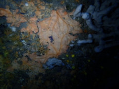 Spirastrella cunctatrix