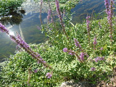 Lythrum salicaria