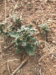 Heliotropium europaeum