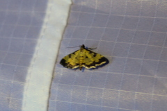 Ategumia ebulealis