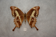 Papilio phorcas ansorgei