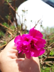 Portulaca grandiflora