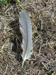 Ardea cinerea cinerea