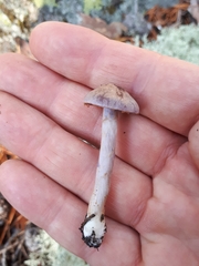 Cortinarius bibulus