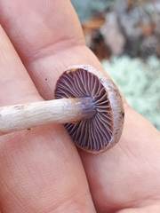 Cortinarius bibulus