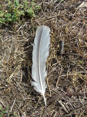 Ardea cinerea cinerea