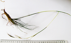 Aristida diffusa