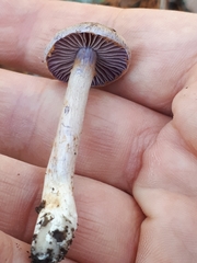 Cortinarius bibulus