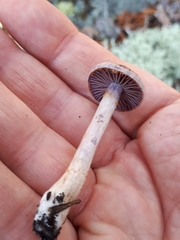 Cortinarius bibulus