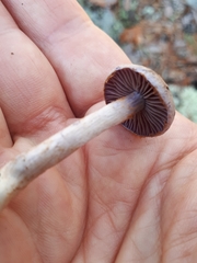 Cortinarius bibulus