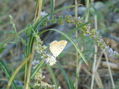 Polyommatus icarus