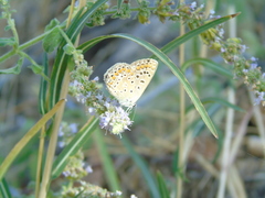 Polyommatus icarus
