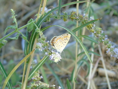 Polyommatus icarus