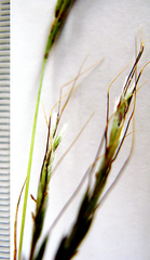 Aristida diffusa