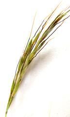 Aristida diffusa