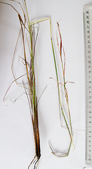 Aristida diffusa