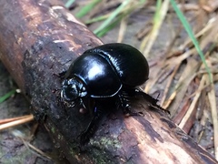 Anoplotrupes stercorosus