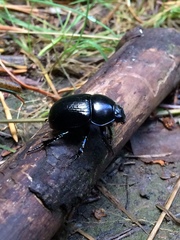 Anoplotrupes stercorosus