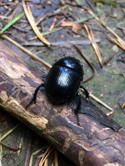 Anoplotrupes stercorosus