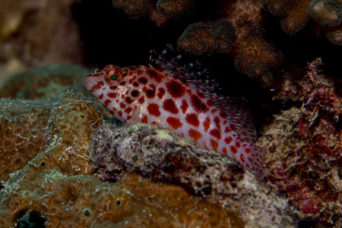 Photo of Coral hawkfish (Cirrhitichthys oxycephalus)