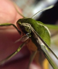 Xylophanes rhodochlora