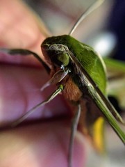 Xylophanes rhodochlora