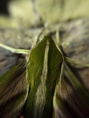 Xylophanes rhodochlora