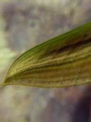 Xylophanes rhodochlora