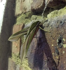 Xylophanes rhodochlora