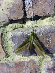 Xylophanes rhodochlora