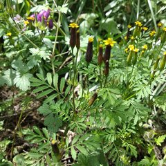 Tagetes foetidissima